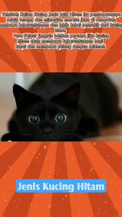 Kucing Jenis Bulu Hitam