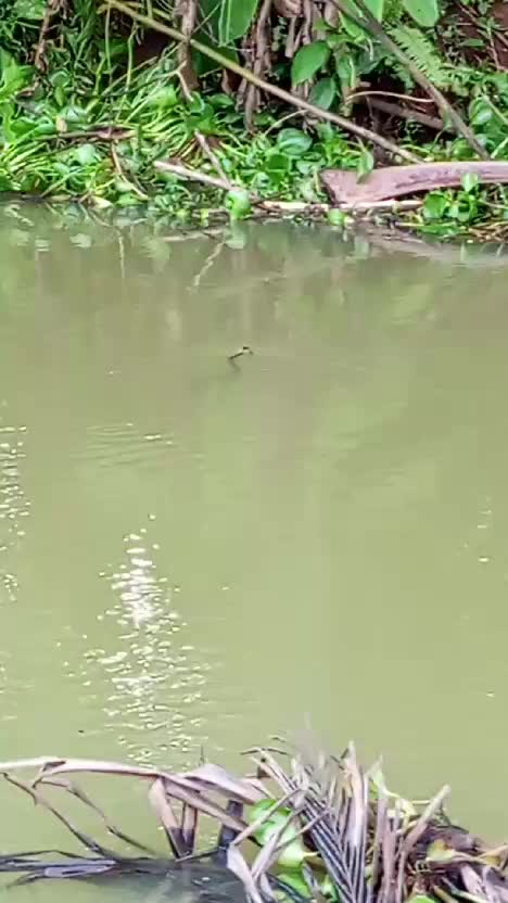 berenang sambil berburu #ular