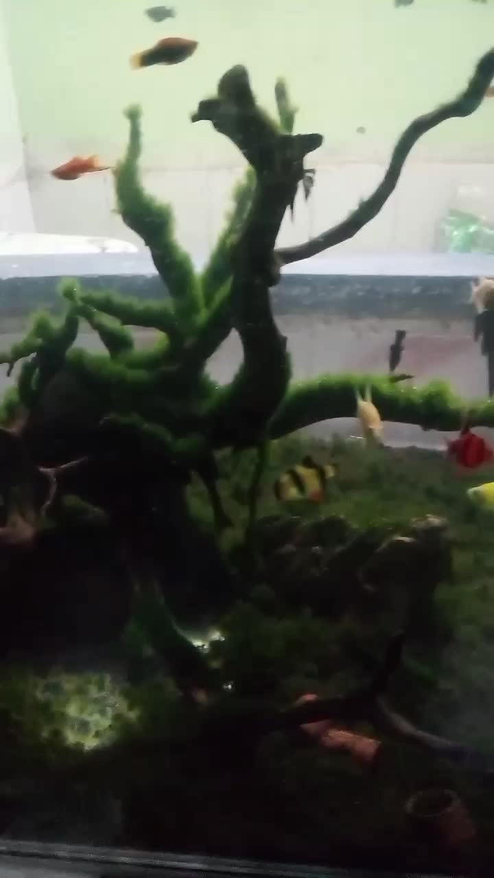 konten pertama  #kontenhewanpeliharaan  #hewanpeliharaan  #ikanhias  #ikan 