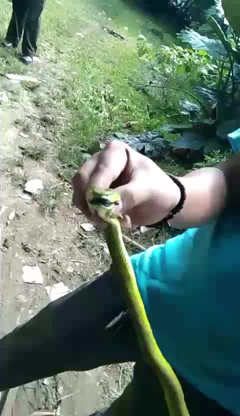 penangkapan ular hijau