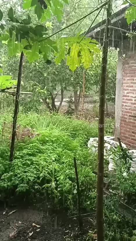 Akhirnya turun hujan sore ini. Semoga sayuranku di kebun tumbuh subur 🥰
#berkebun
#berkebundirumahaja
#suasanapedesaan
#hidupdidesa
#hujanso