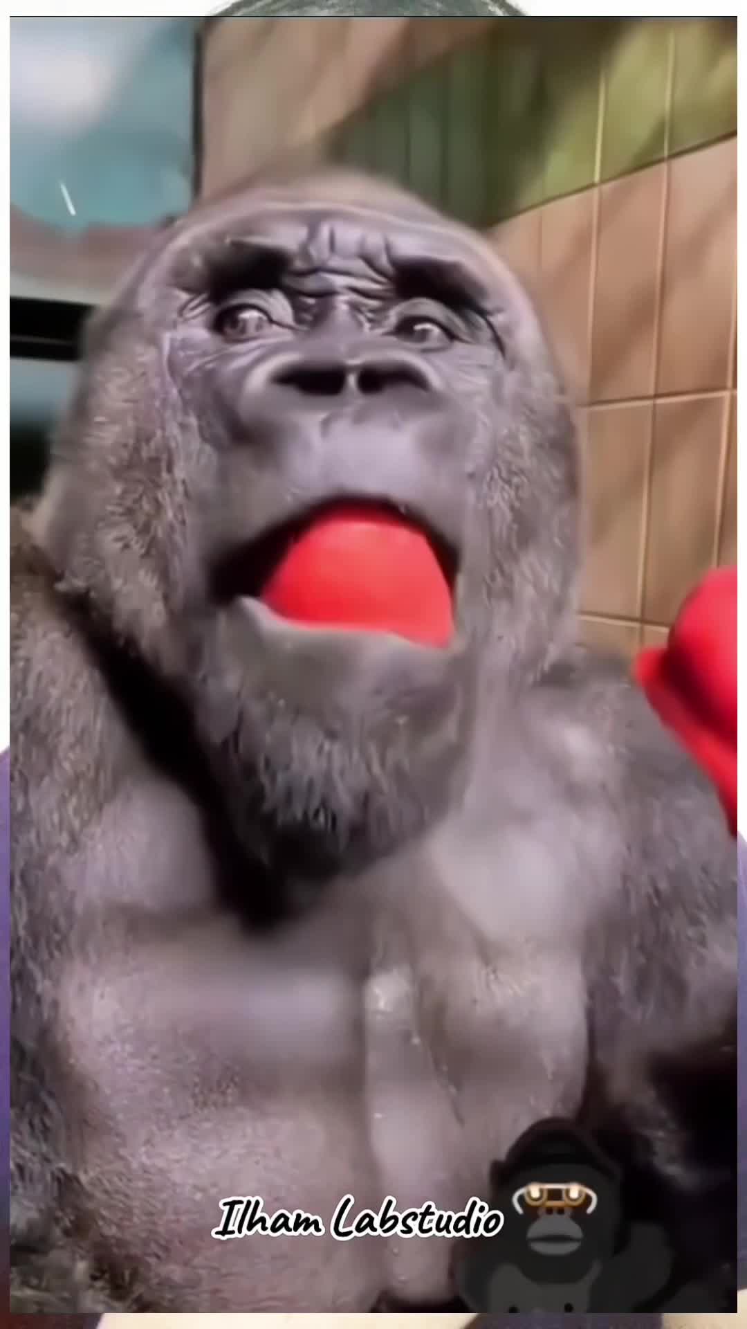 Makan Buah Awet Muda #hiburan #komedi #lucu #kocak #transisikomedi #reaction 