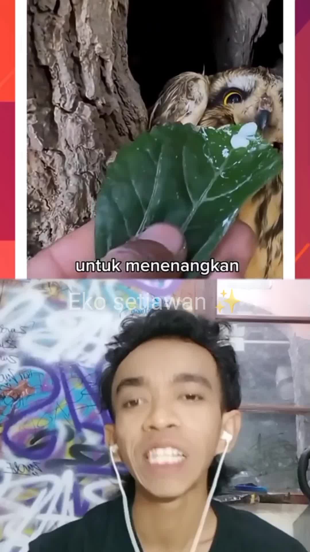 seekor anak kucing yang di rawat burung elang 😍 #cliper #editor #reactiont #duett #virall 