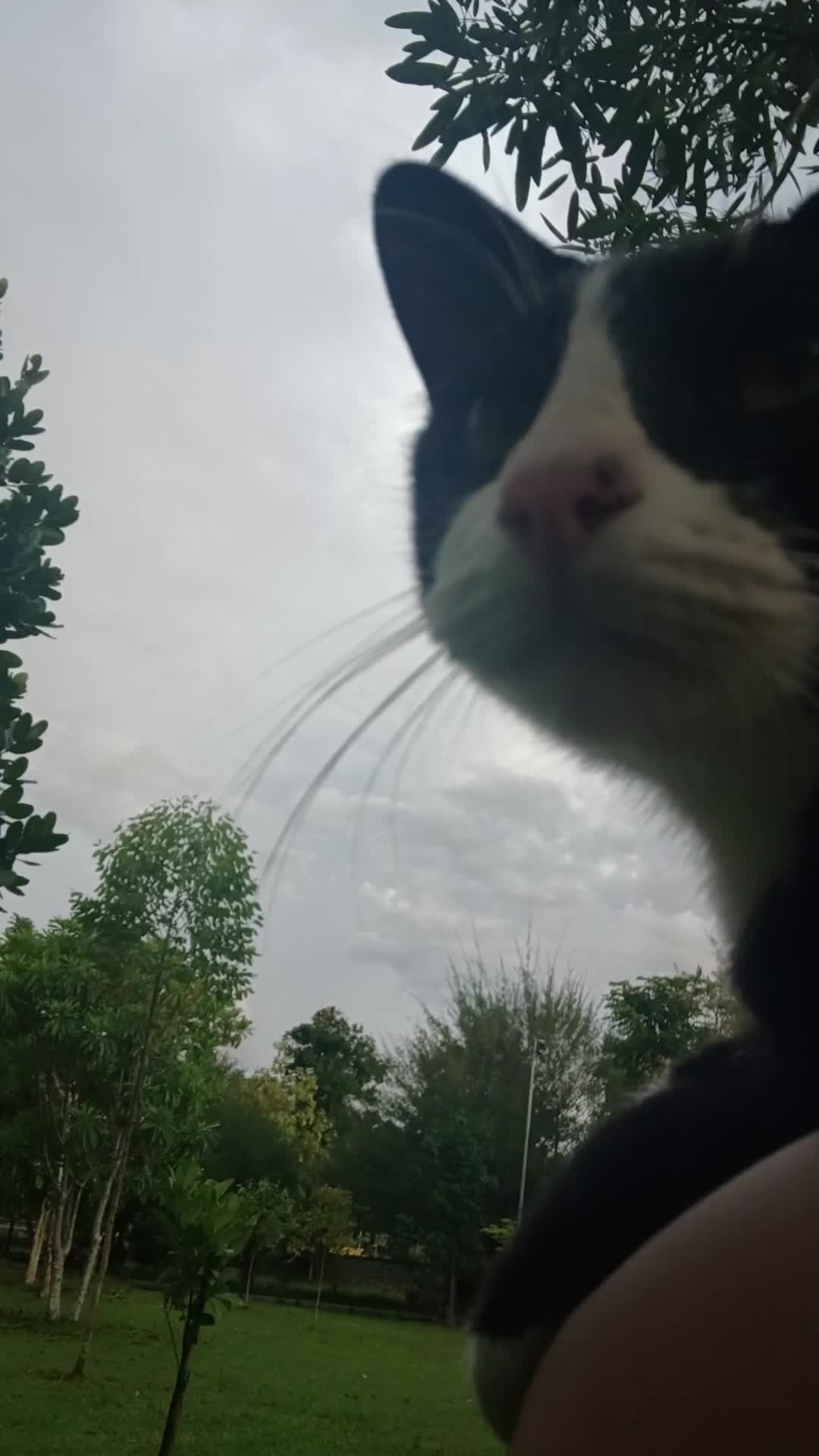 sore sore menangkap kucing random  #cat  #cuteanimal  #cutestanimal 