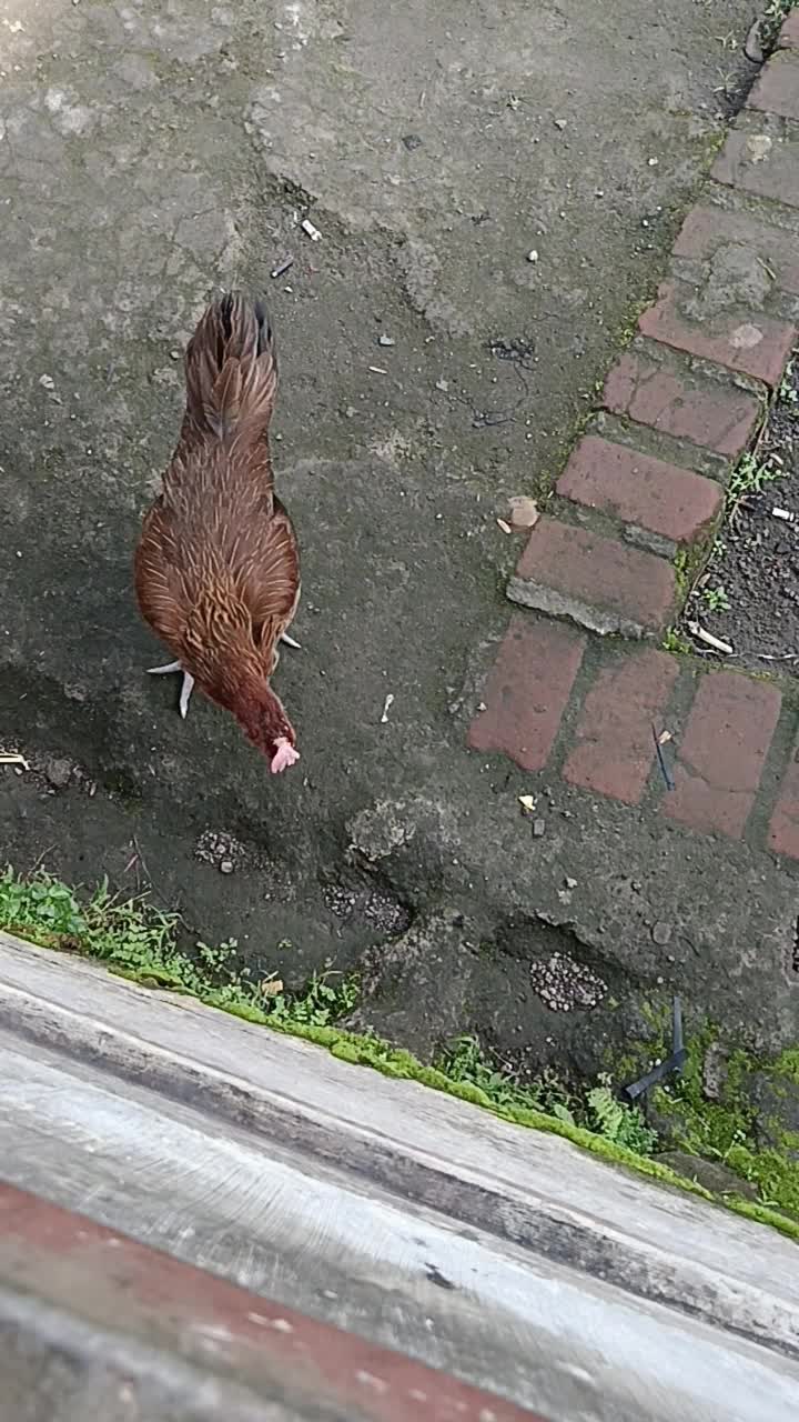 ayam siapa nih  #short  #HOTrctiplus  #RCTIPlus  #fyp 