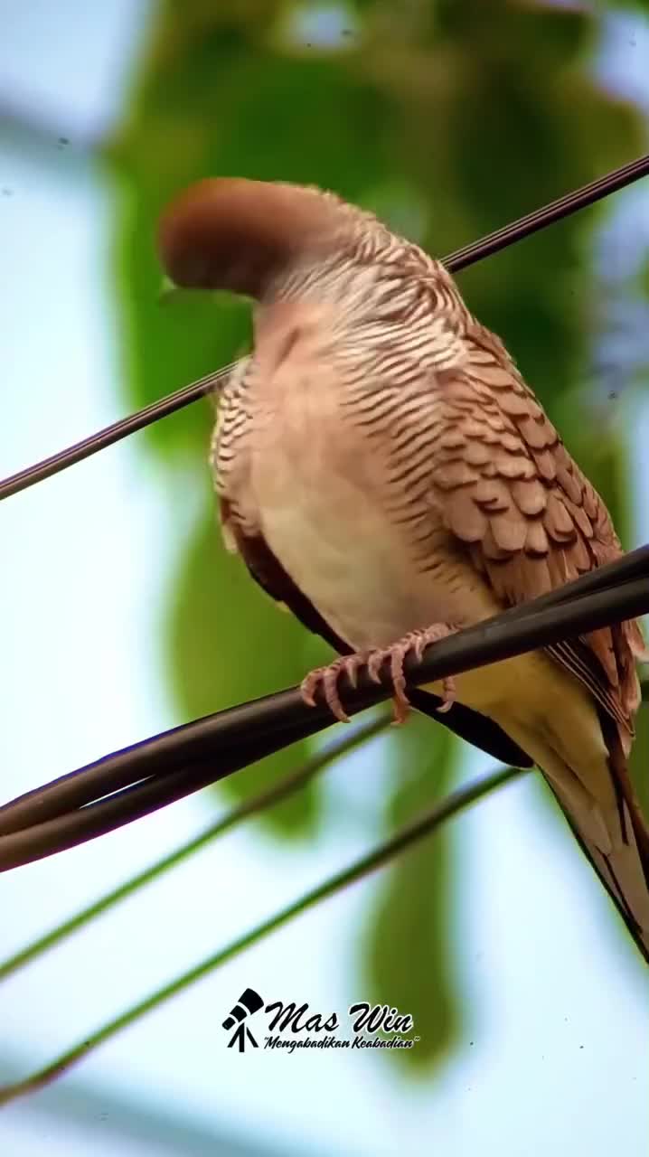 Cara Burung Perkutut lokal Mandi dan Membersihkan badannya  #burungkicau  #Agak lain ya burungnya  #Cantik banget burungnya  #animals  #anim