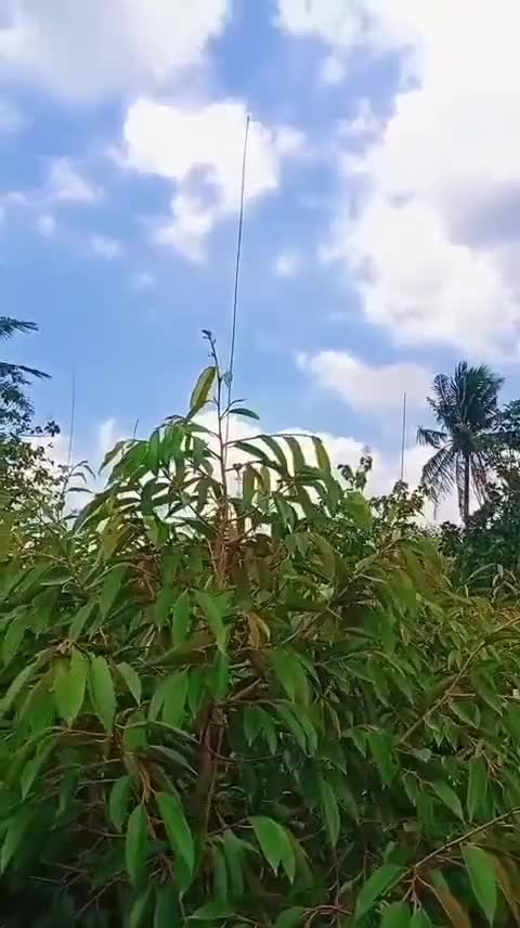 Bibit Buah Durian Montong 