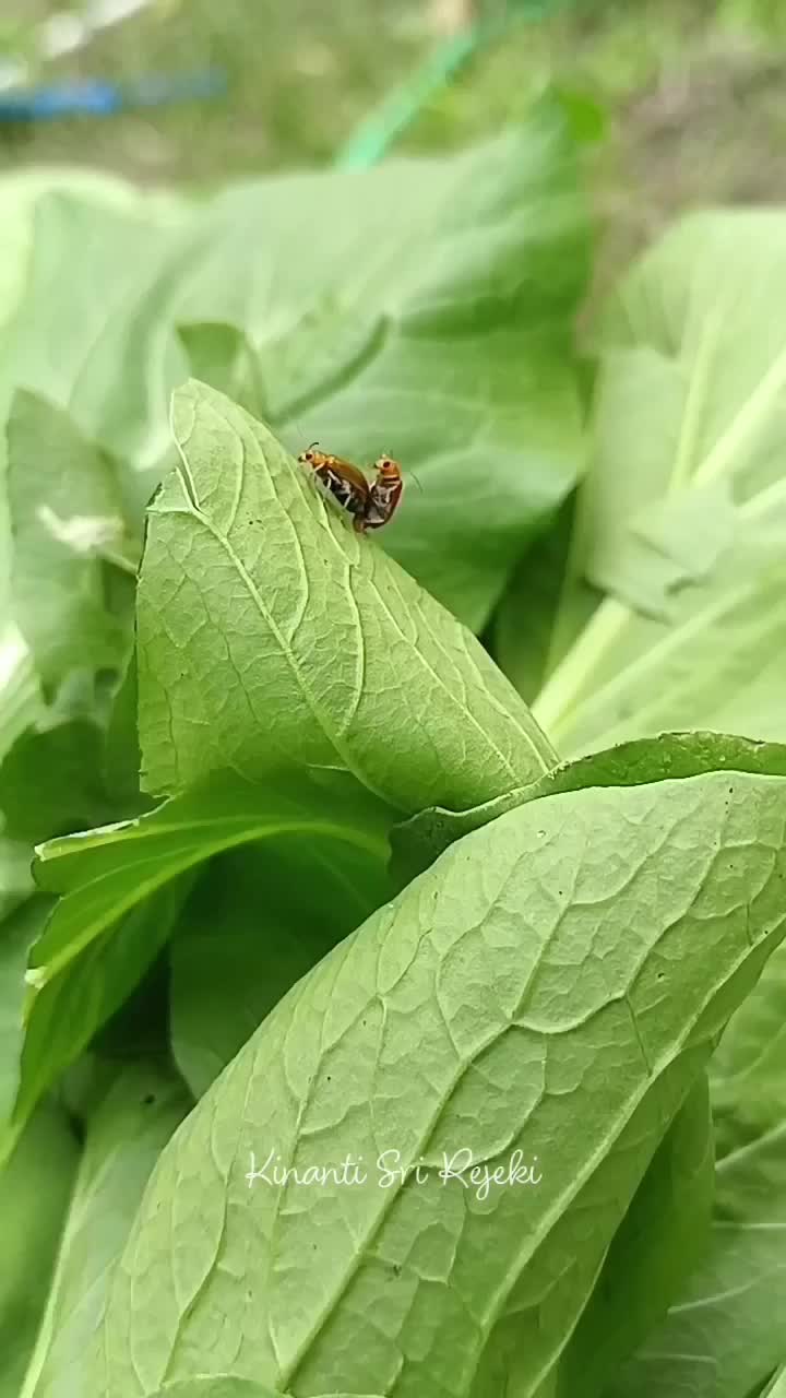 Lagi panen sawi di kebunku
nemu hewan unik
ada yg tau nama hewannya apa? 
#HOTrctiplus #RCTIPlus #shortplus #shorts #Berkebun #panensayuran 