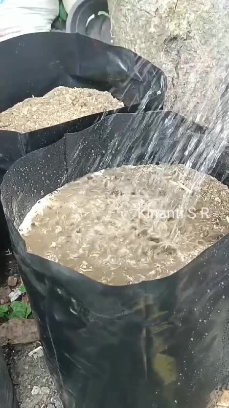 Menanam labu siam di polibag #shortplus #berkebun #beternak #hidupdidesa #suasanahidupdidesa 