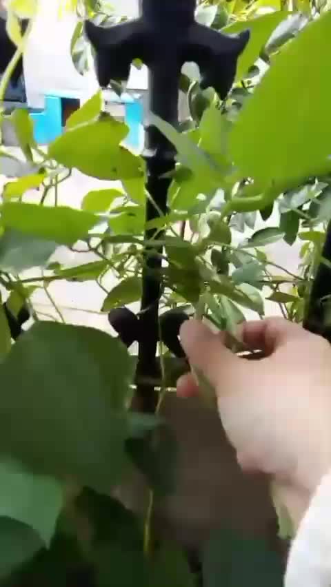 fakta tentang buncis  #kebunshaka  #buncis #berkebun 