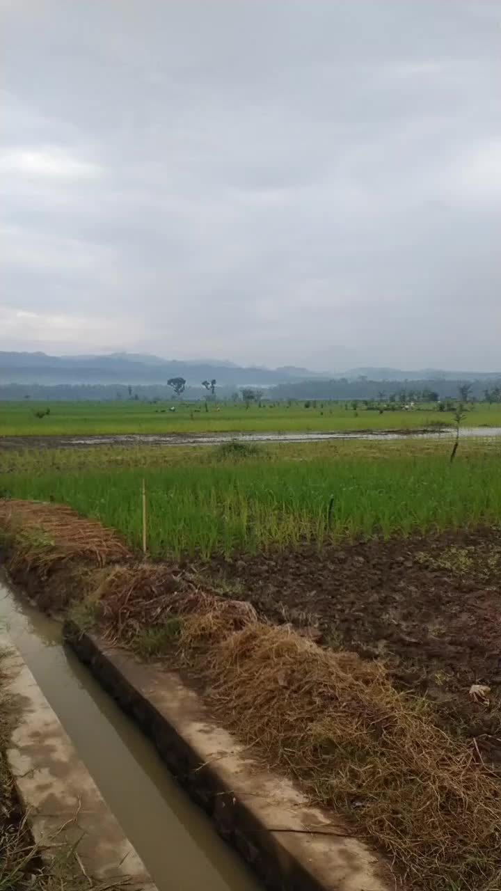 selamat pagi bolo salam Maring sawah Tandur  #petani