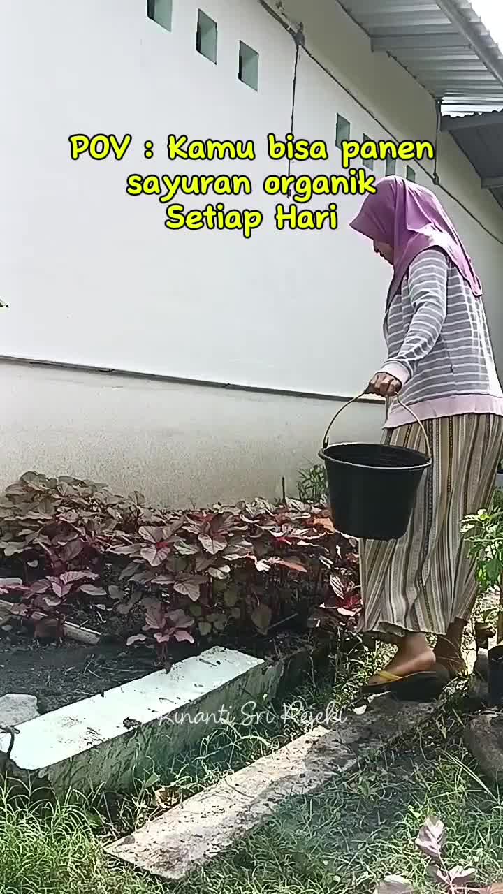 Bisa panen sayur organik setiap pagi
Menyenangkan sekali ya
#HOTrctiplus #RCTIPlus #shortplus #shorts #Berkebun #berkebundirumah #gardening 