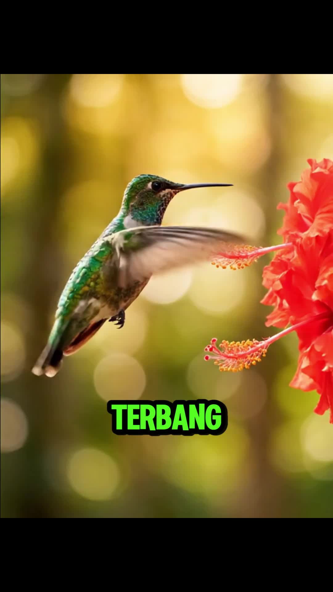 Burung Ini Bisa Nge-hover, Tapi Bukan Drone! 😱🐦