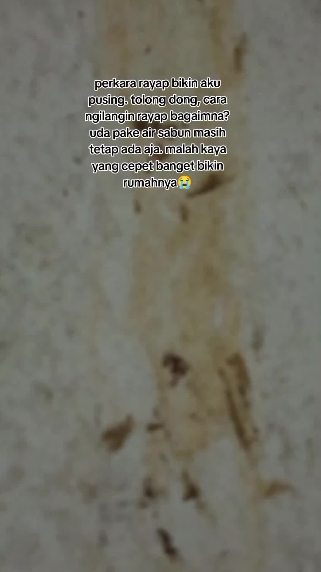 tolong dong gimana cara ngilangin rayap? 