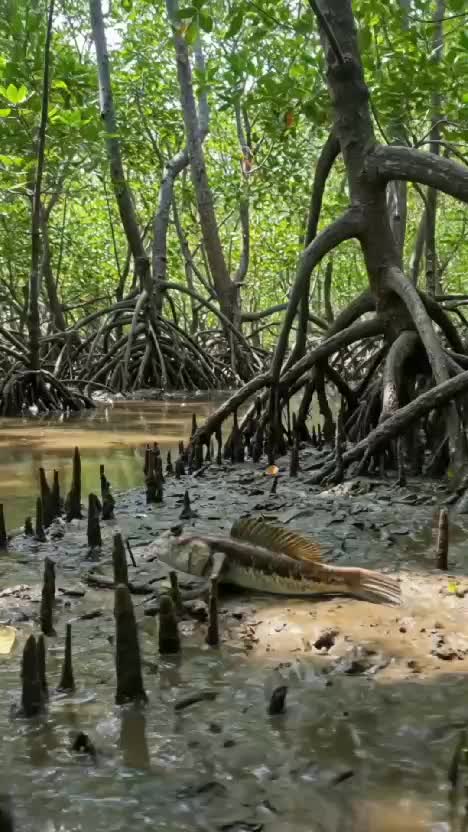 ikan blodok menyusuri rawa bakau  #ikan  #udang  #kepiting 