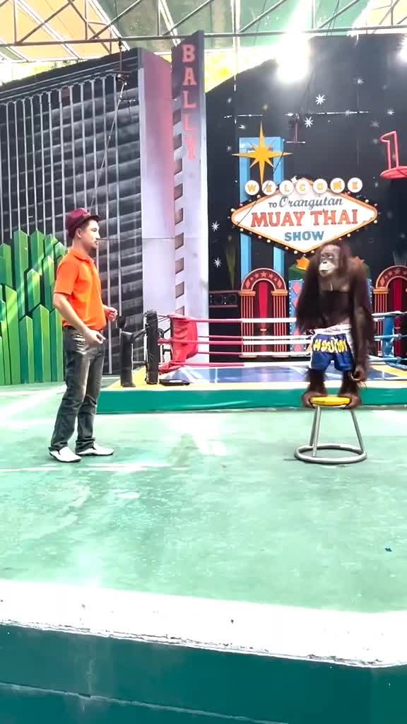 pinter banget orang utan Thailand 