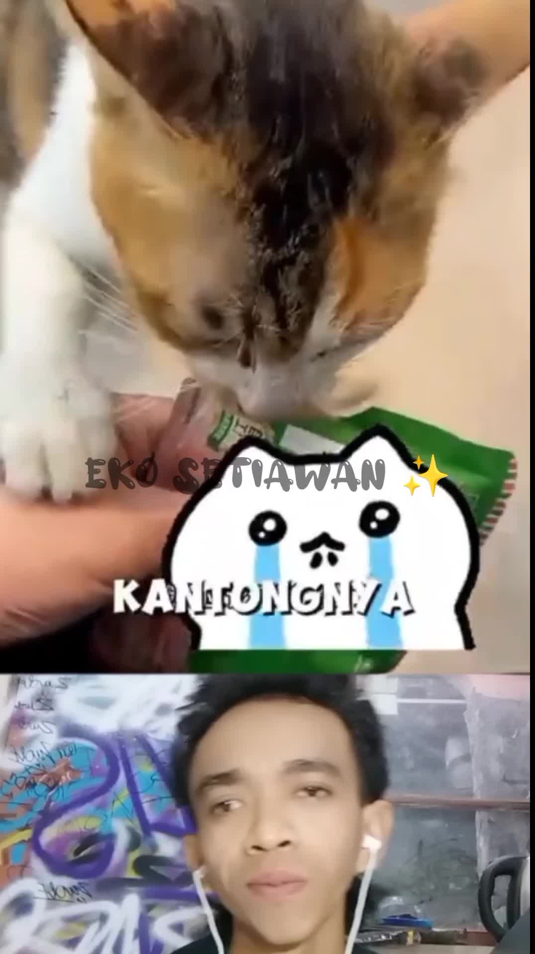 beberapa anak kucing terlantar di dalam rumah tanpa ada pemiliknya ?????