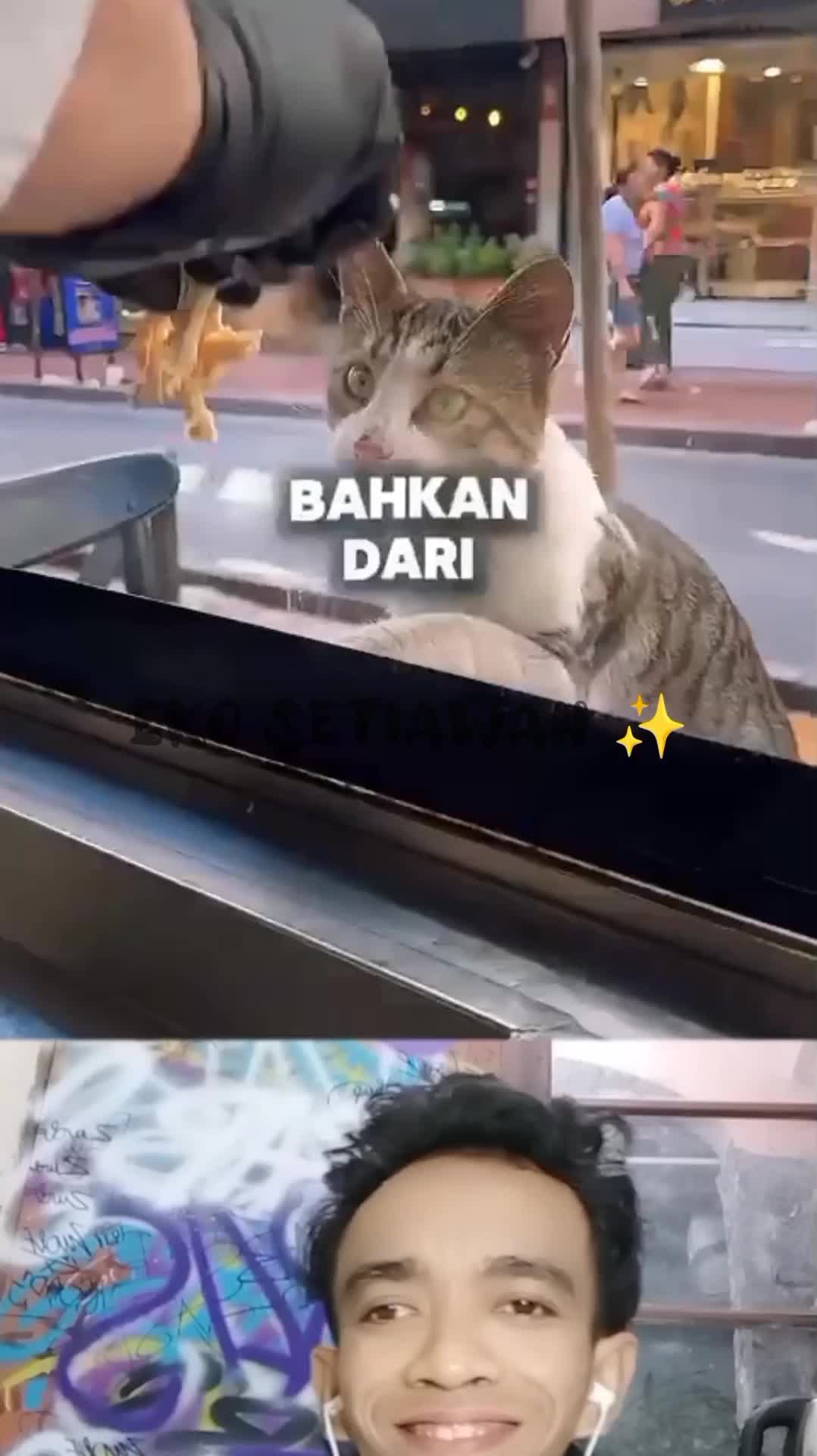 kucing ini sangat kelaparan ?