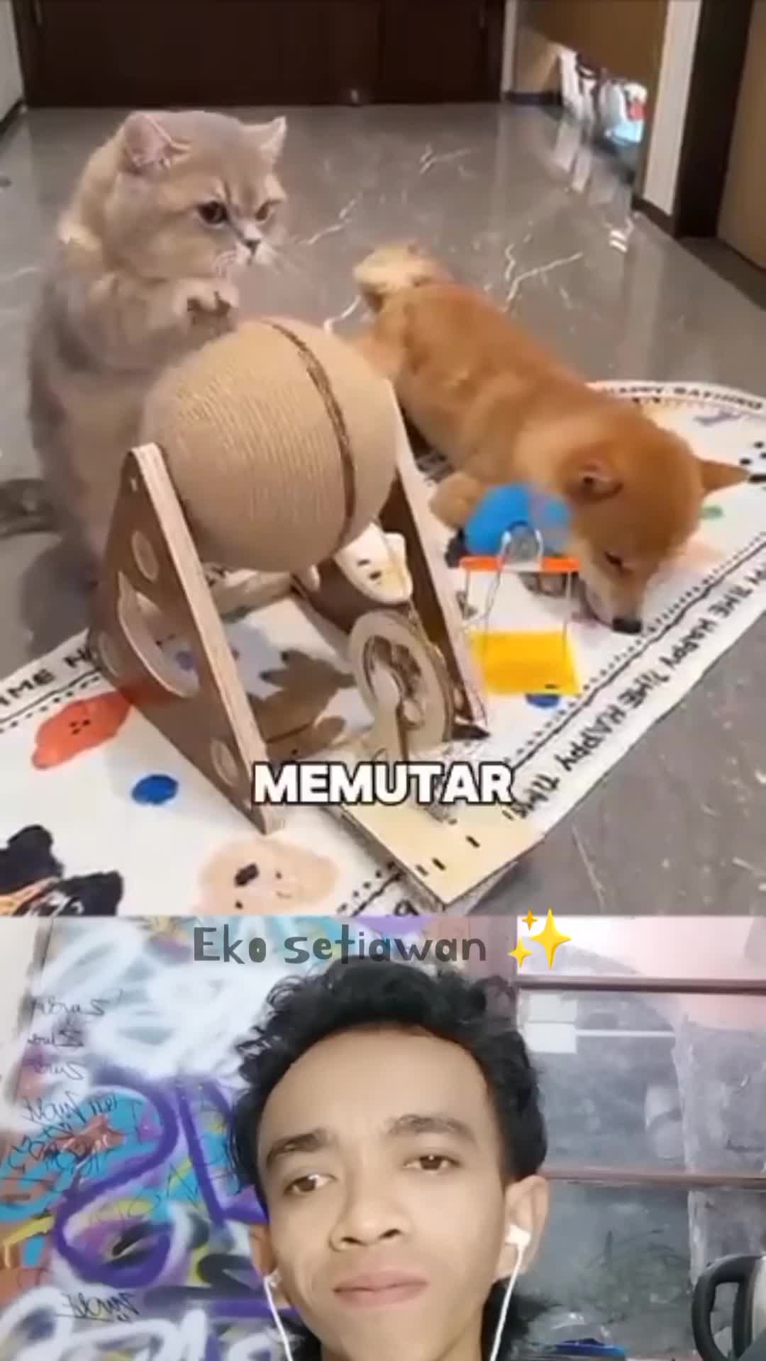 kucing ini tak bisa berhenti menggaruk 😁