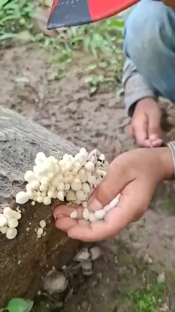 Menemukan Jamur Tudung Peri di Hutan! Jangan Asal Makan Dulu