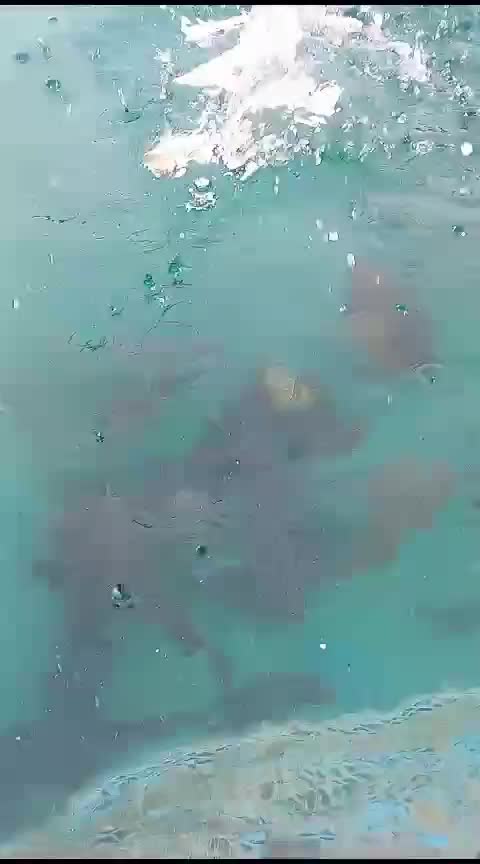 ikan kerapu #ikan  #laut  #opiektidung  #kerapu  #ikankerpu 