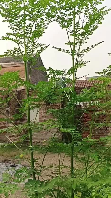 Kebunku yg masih dalam proses, semoga bisa terus bertambah koleksi tanamanku #berkebun #berkebundirumah #kebunsayur #fypシ #menanamsayur #hob