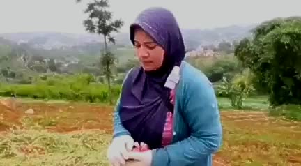 Penanaman Bawah Merah Bombay 