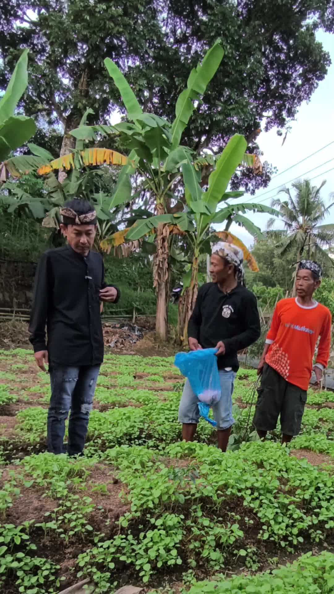 Sayur Bayam Pakai pupuk kimia 
#pupukkimia #lawaksunda