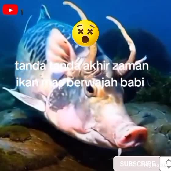 Ikan Karper berwajah Babi