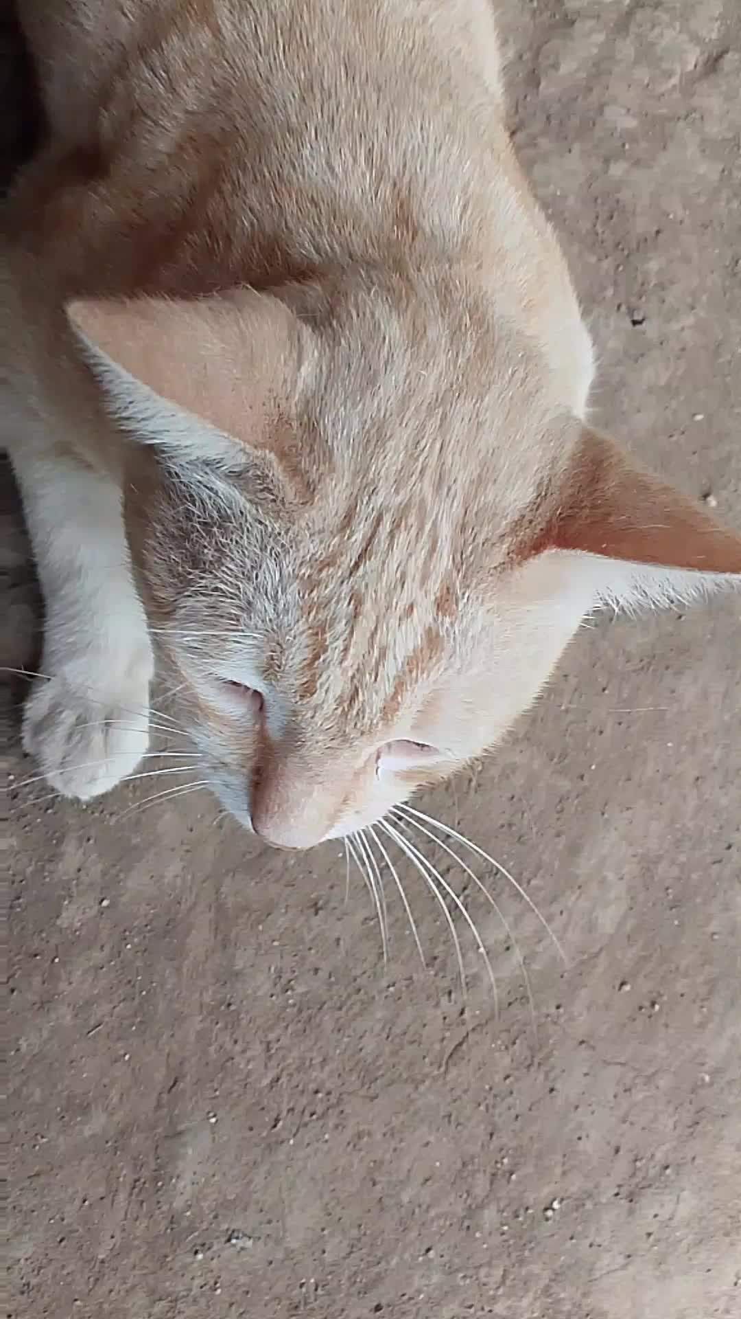 kucing nya bapak
 #Kucing #