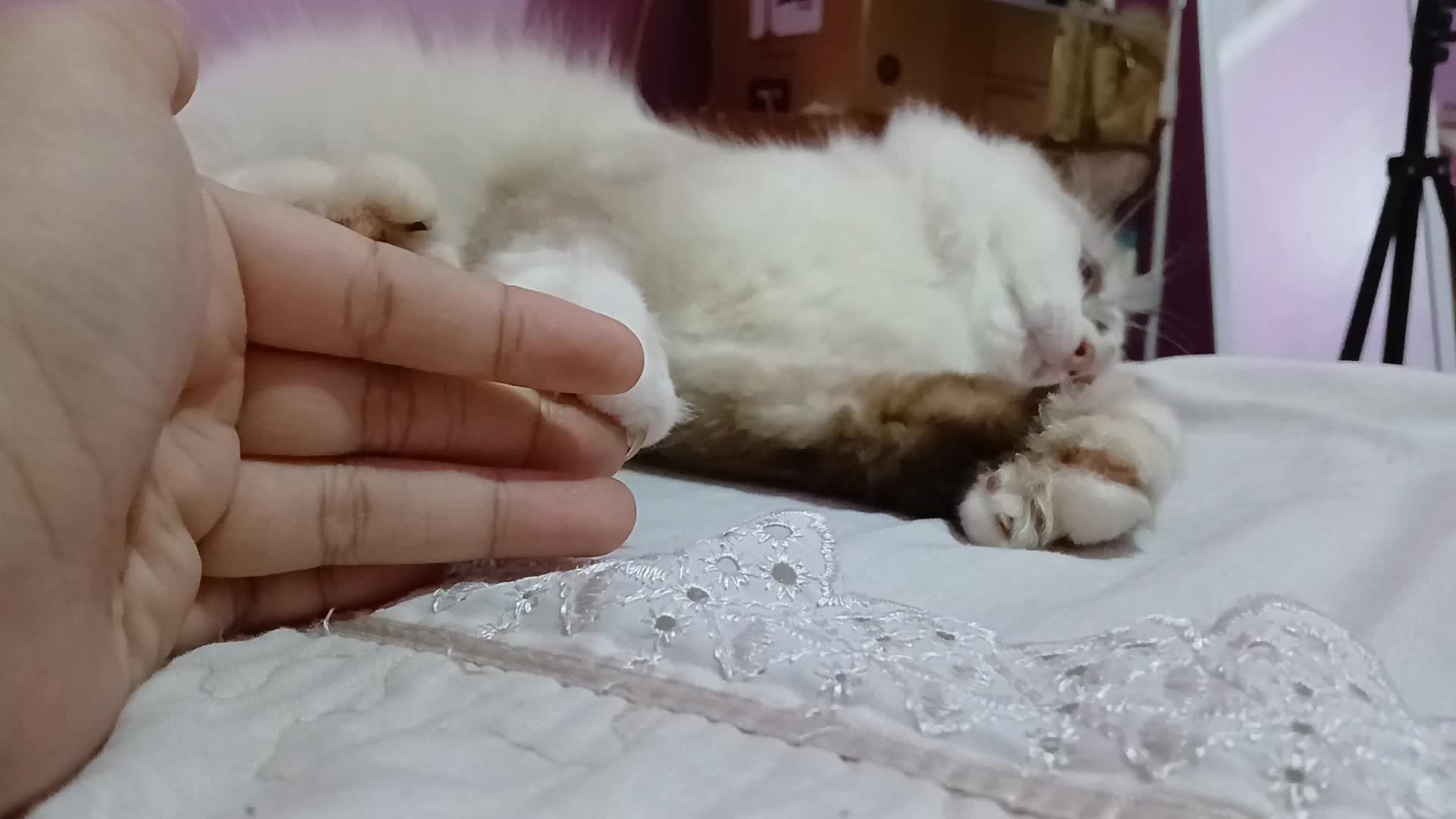 kucing aku klo lagi pen main kek reog #Kucing #kucingputih 