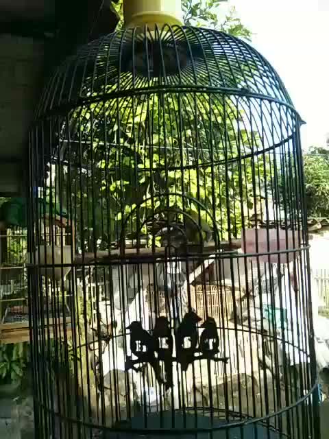 burung pleci b #short  #HOTrctiplus  #RCTIPlus 