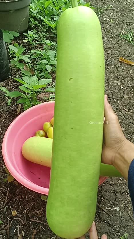 Petik labu air jumbo, terong, dan pare pahit
semangat berkebun 💪😍
#berkebun #berkebundirumahaja #panensayuran #petiksayuran #suasanapedesaan