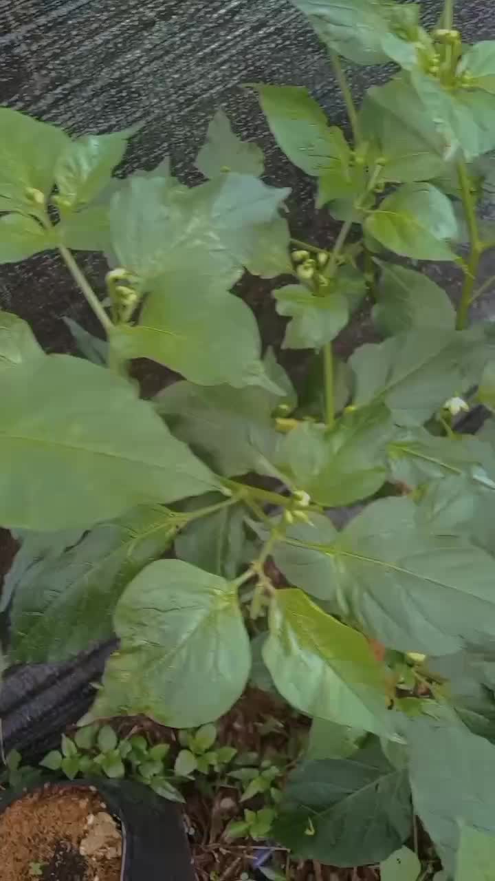 #pemula #budidayatanaman #petanimilenial #berkebun #petaniindonesia #garden #gardening #farming #fyp #fypシ #subang #jangkauanluas #sumedang 