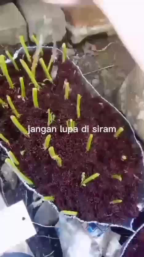 POV menanam kangkung dalam 1menit