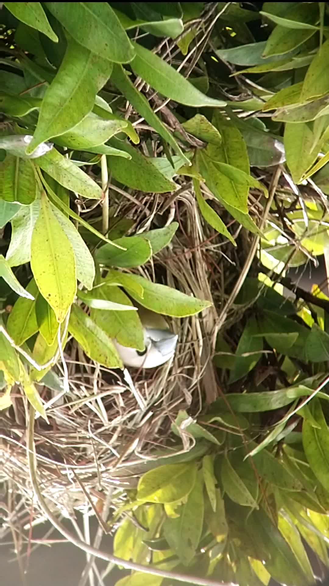 BAKAL MENYESAL JIKA TIDAK MELIHAT VIDEO INI SAMPAI AKHIR, HEWAN INI AKAN MELAKUKAN HAL DILUAR NALAR 🧐 
 #burungkicau  #burungkicau  #perangk