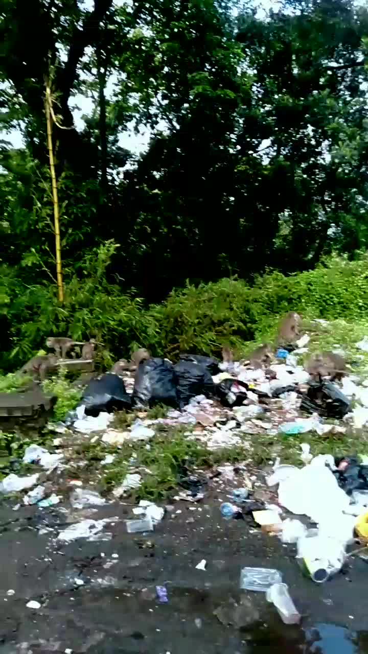 kawanan turun gunung di hutan ga ada makanan 