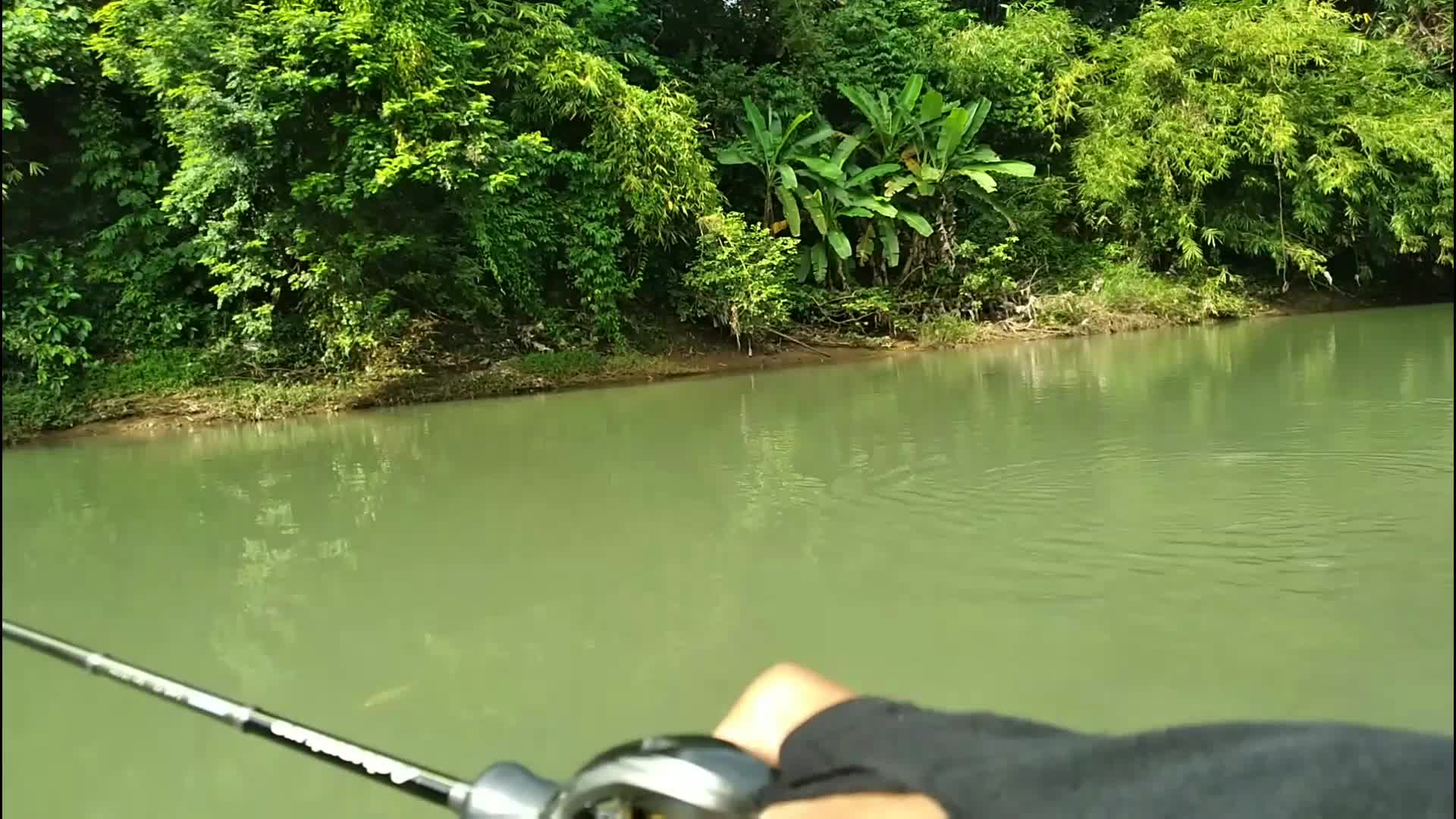 casting hampala pakai lure mini popper #fishing #mancingmania #shorts #fyp