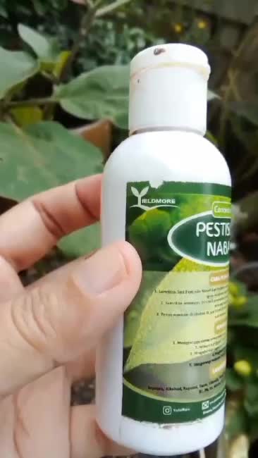 Pestisida nabati  #fyp  #kebunshaka  #pestisidanabati 