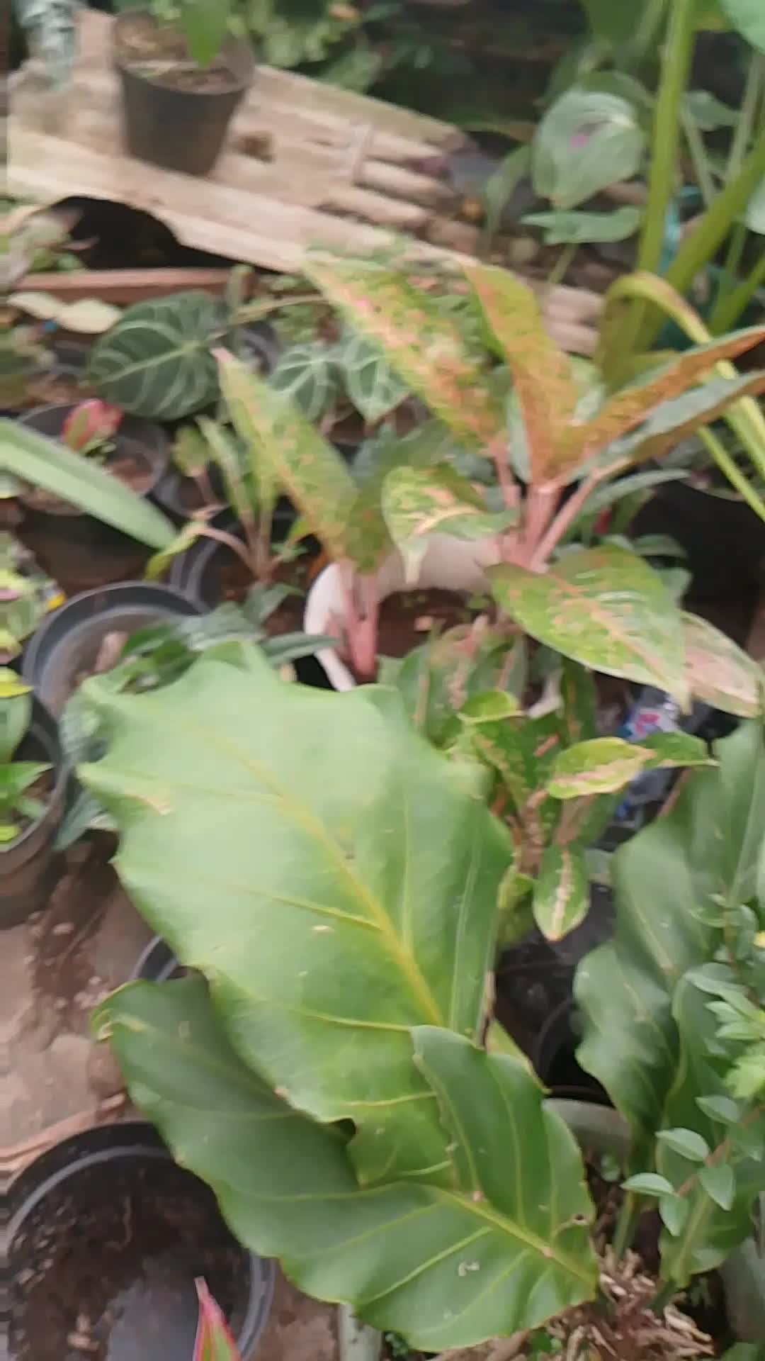 tanaman bunga samping rumah #fyp 