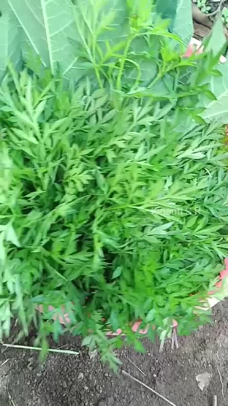 Bagian 2 - Hasil petik sayuran dari kebun untuk urap dan telur hasil ternak peliharaan sendiri. Untuk menu makan siang hari ini. MasyaAllah 