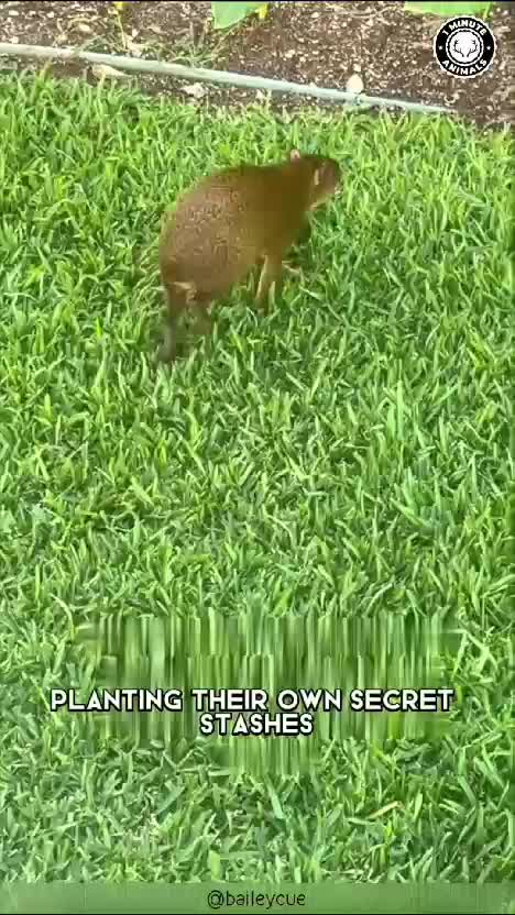  #RCTIPlus  #HOTrctiplus  #videokreatif 
 #virall 