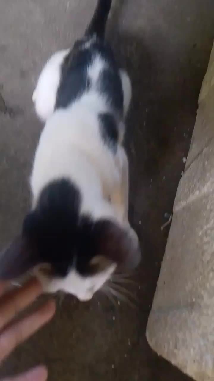 Kucing jantan 

#hewanpelihaaraan 