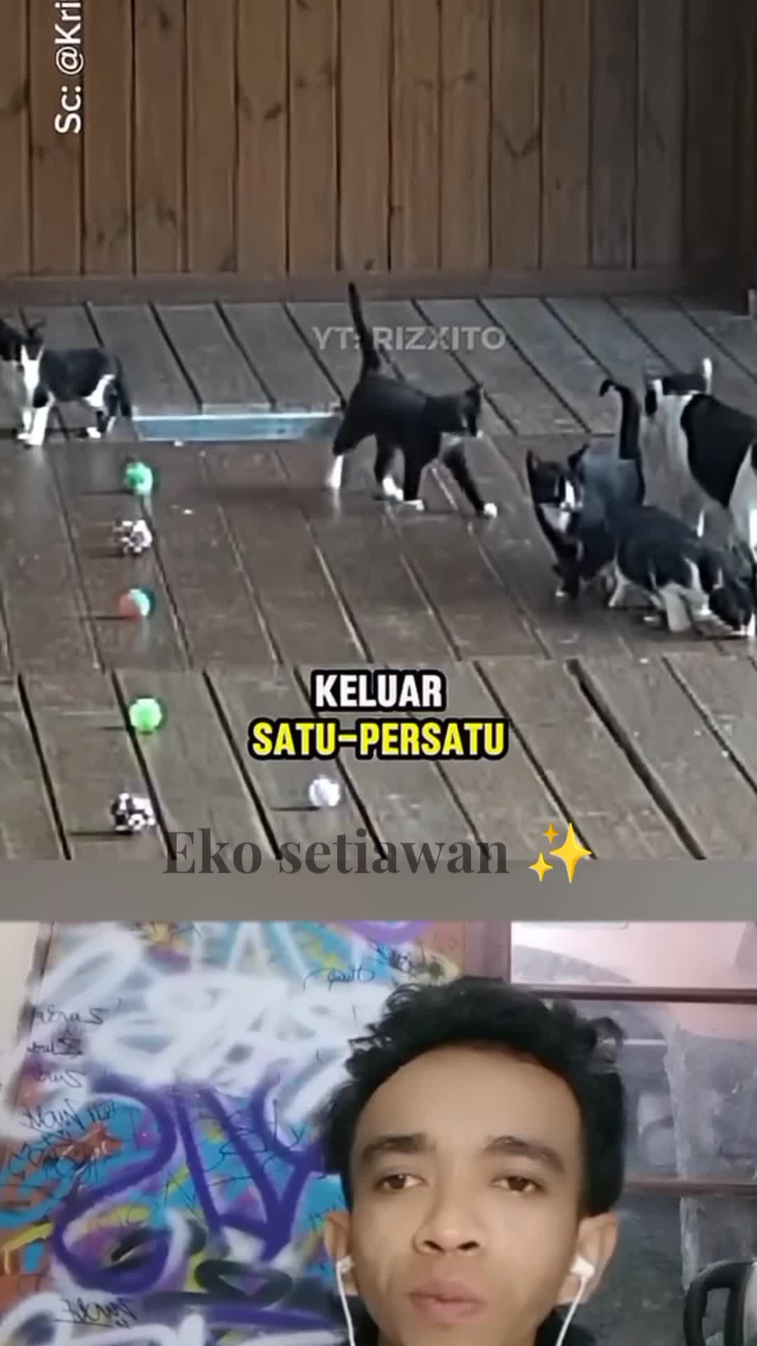 taman sekolah anak anak ini menjadi taman yang di penuhi kucing ??