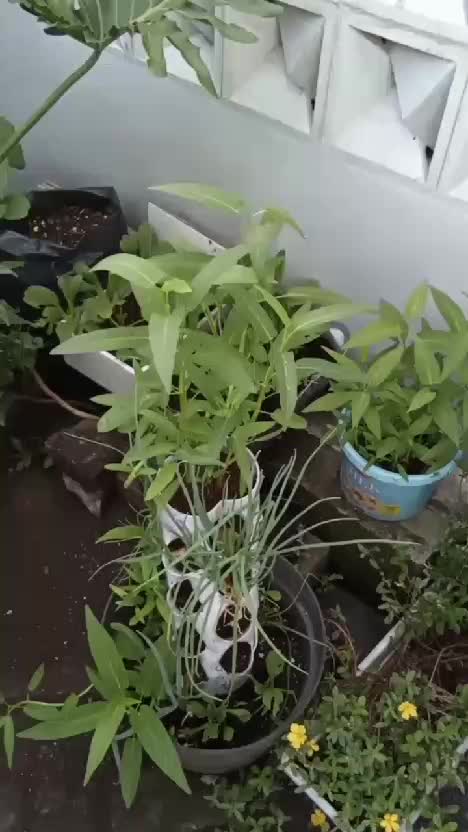 Tanaman sayur yang cocok ditanam oleh pemula