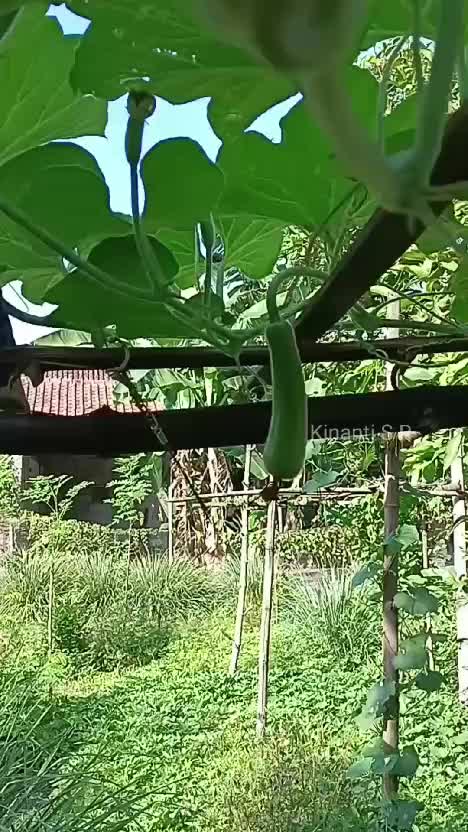 Senangnya tanaman di kebunku mulai berbuah. Labu air dan oyong sudah berbuah, dimasak apaa? #berkebun #hobiberkebun #suasanapedesaan #hidupd