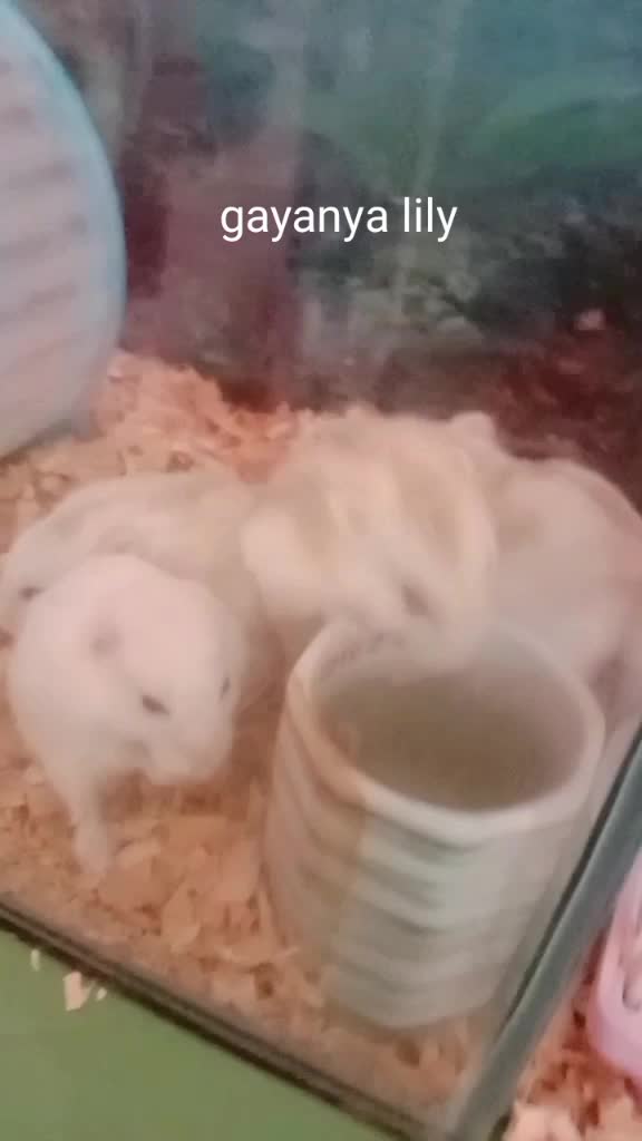 kumpulan hewan mungil 