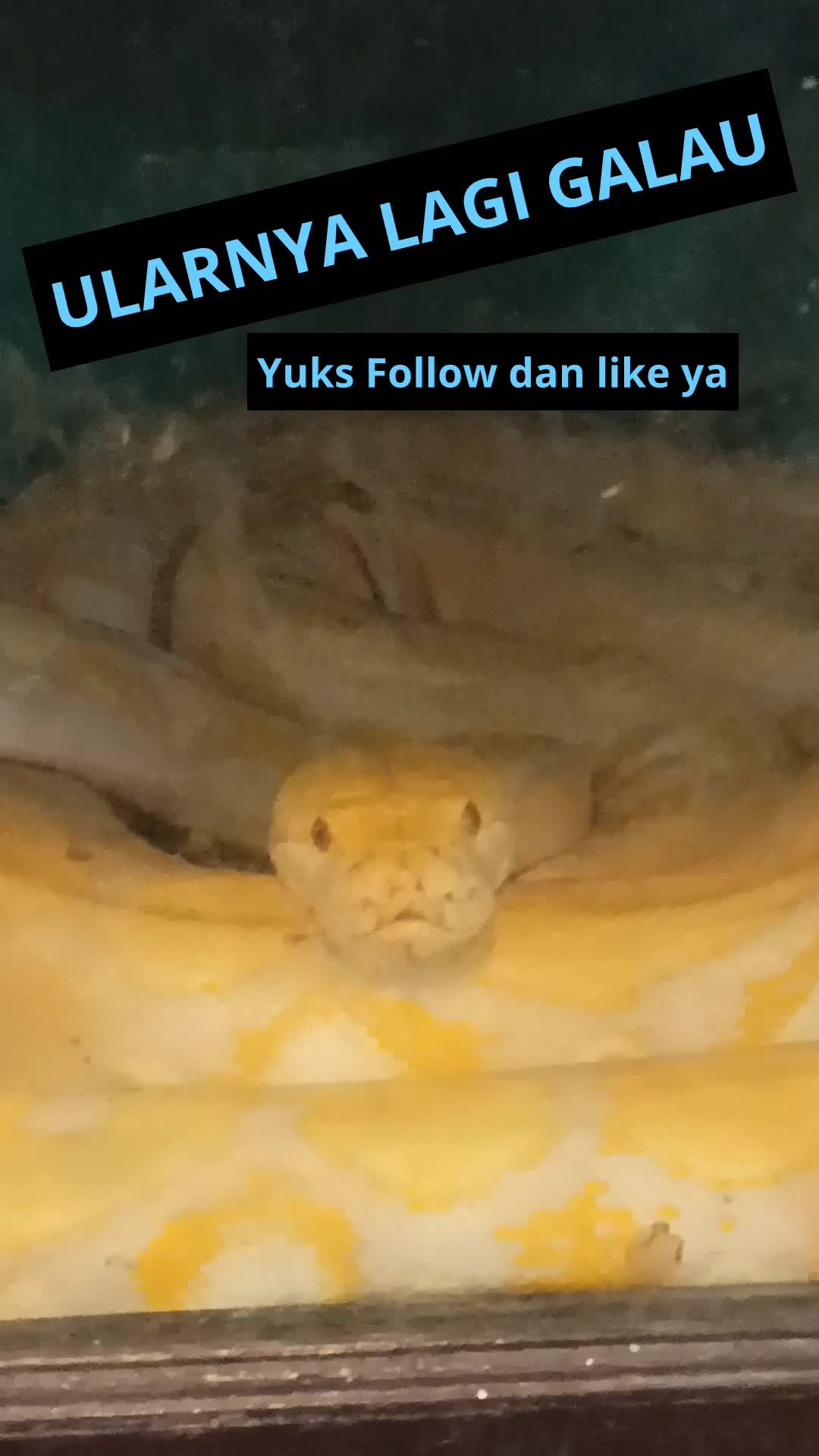 ULARNYA GALAU... yuks Gas Follow dan Like 