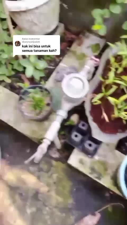 Manfaat asam humat  #asamhumat  #Berkebun 