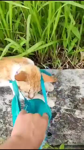 BKN saya BKN saya sumpah saya difitnah  #Meme 